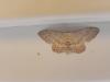 Idaea seriata