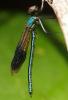 148747 – Photo : Emmanuel MARGERIE – France (39)