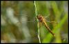 148429 – Photo : Josselyne Bayle – France (33)