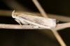 148694 – Photo : Fabricius – France (13)