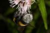148799 – Photo : Fabricius – France (13)