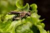 148642 – Photo : Vincent MATHEZ – France (74)