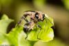 148641 – Photo : Vincent MATHEZ – France (74)