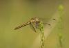 Sympetrum meridionale