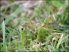 148623 – Photo : Marc ERARD – France (29)