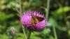 148465 – Photo : Mieko – France (64)