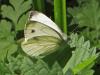 148191 – Photo : Mieko – France (33)