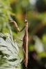 148545 – Photo : Marc Solari – France (68)