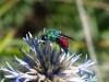 148915 – Photo : Brigitte Emmery – France (05)