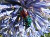 148916 – Photo : Brigitte Emmery – France (05)