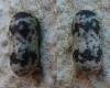 Campopleginae inconnu