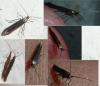 Coleophora sp.