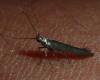 Coleophora sp.