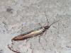 Coleophora sp.