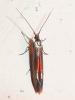 Coleophora sp.