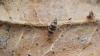148581 – Photo : Brendan Alligand – France (61)