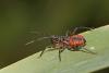 148546 – Photo : Marc Solari – France (68)