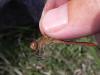 Sympetrum meridionale