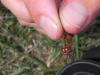 Sympetrum meridionale