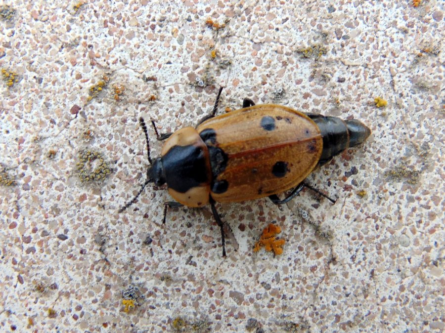 Lejoker - Dendroxena quadrimaculata - réf. 148063 (900 x 674 pixels, 201 ko)