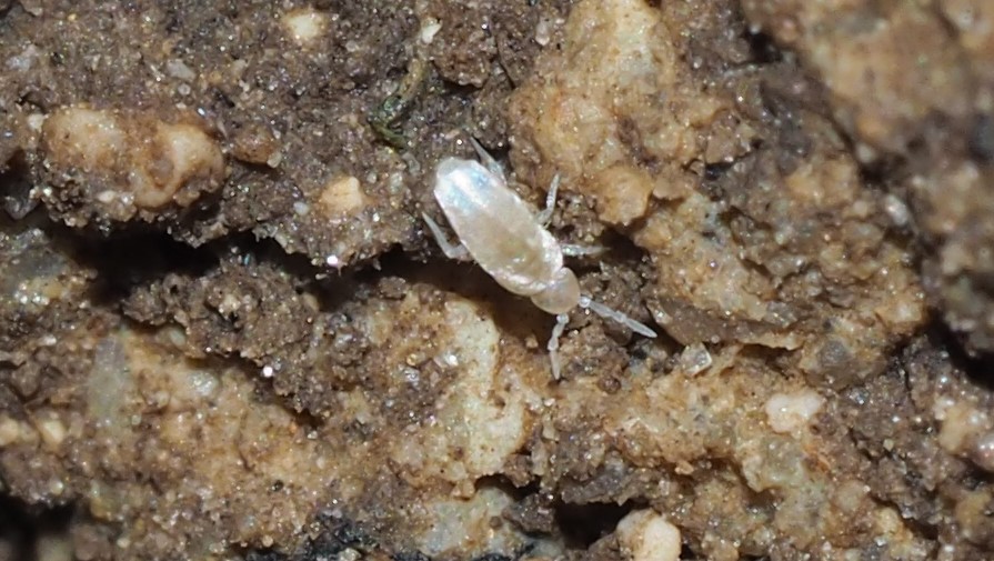 Brendan Alligand - Cyphoderus albinus - réf. 148362 (895 x 505 pixels, 169 ko)