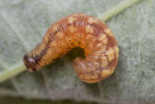 Réf. 149 133 : Pristiphora cincta
