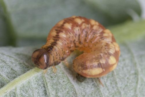 Réf. 149 134 : Pristiphora cincta
