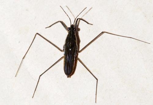 Gerris argentatus
