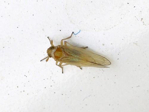 Réf. 149 344 : Javesella pellucida