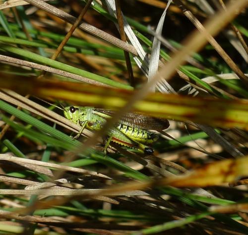 Stethophyma grossum