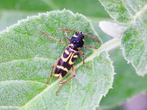Xylotrechus arvicola