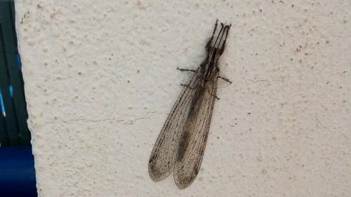 Synclisis baetica