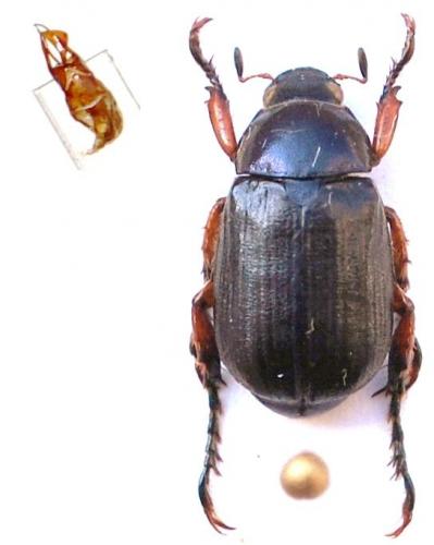 Réf. 149 310 : Anomala yunnana