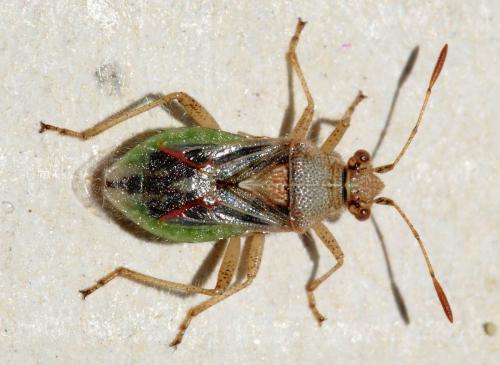 Rhopalus lepidus