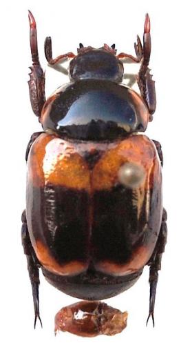 Rutelinae