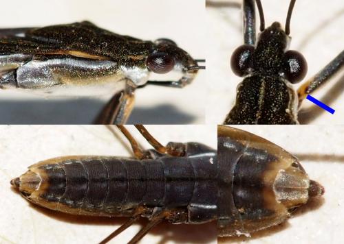 Gerris argentatus