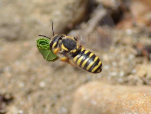 Trachusa integra