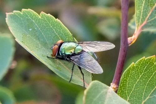 Lucilia sp.