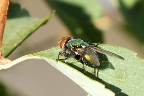 Lucilia sp.