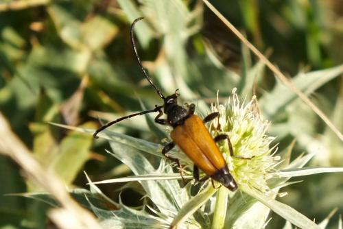 Stictoleptura fulva