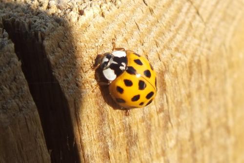 Harmonia axyridis