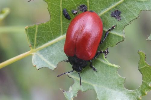 Réf. 149 704 : Chrysomela populi