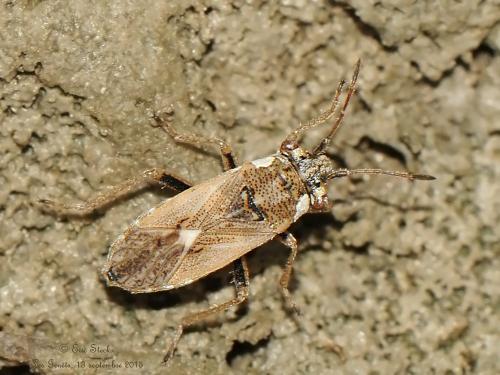 Henestaris halophilus