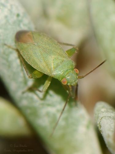 Réf. 149 461 : Orthotylus moncreaffi