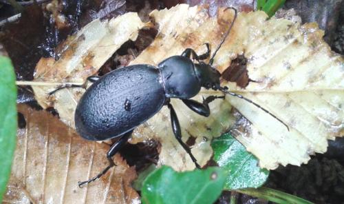 Carabus coriaceus