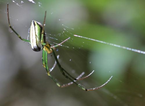 Leucauge sp.