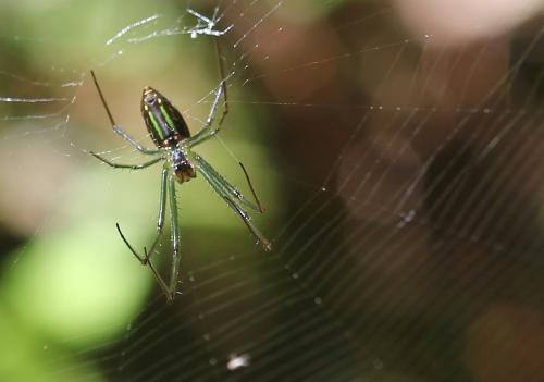 Leucauge sp.
