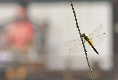 Pantala flavescens