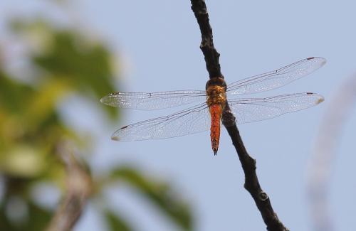 Pantala flavescens