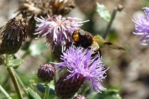 Volucella pellucens